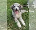 Puppy 2 Aussiedoodle