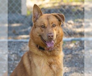 German Shepherd Dog Dogs for adoption in Camarillo, CA, USA