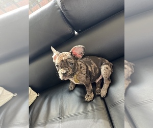 French Bulldog Puppy for sale in CLAYTON, MO, USA