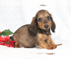 Dachshund Puppy for sale in SHILOH, OH, USA