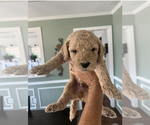 Small Photo #8 Goldendoodle Puppy For Sale in ROCKWALL, TX, USA