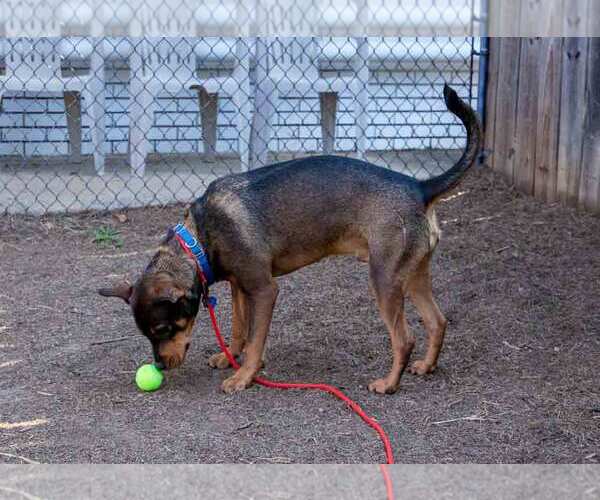 Medium Photo #3 Rottweiler-Unknown Mix Puppy For Sale in Kennesaw, GA, USA