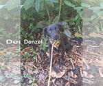 Small #4 Labrador Retriever Mix