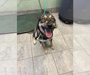 German Shepherd Dog-Unknown Mix Dogs for adoption in Grand Prairie, TX, USA