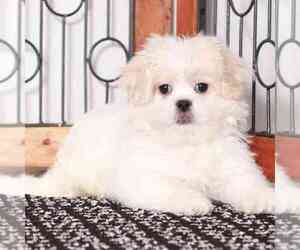Zuchon Puppy for sale in NAPLES, FL, USA