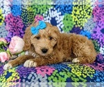 Small Photo #2 Goldendoodle (Miniature) Puppy For Sale in KIRKWOOD, PA, USA