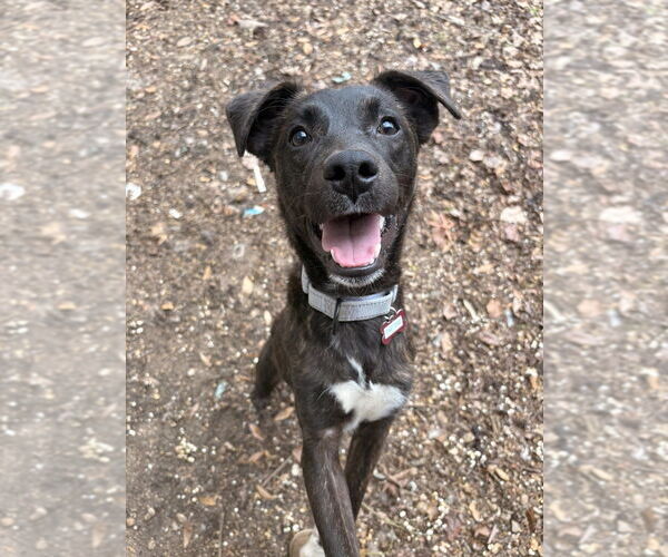 Medium Photo #5 Mountain Cur-Unknown Mix Puppy For Sale in Boston, MA, USA