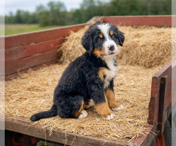 Medium Photo #1 Bernese Mountain Dog Puppy For Sale in DUNDEE, OH, USA
