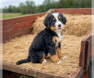 Bernese Mountain Dog Puppy for sale in DUNDEE, OH, USA