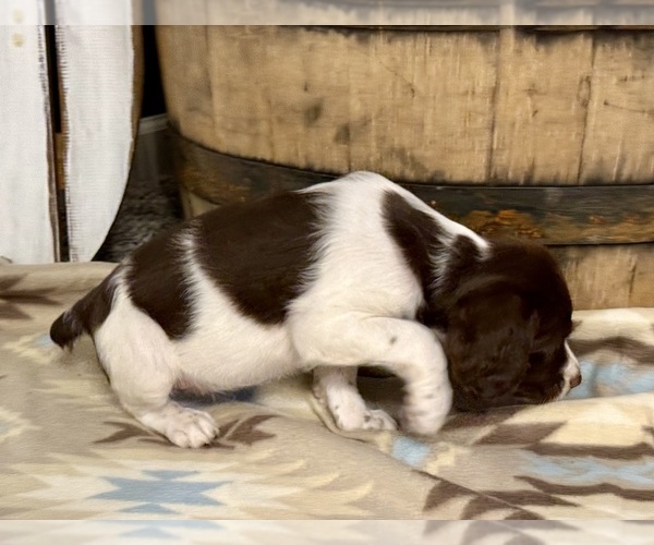 Medium Photo #6 Brittany Puppy For Sale in ORRUM, NC, USA