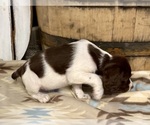 Small #5 Brittany