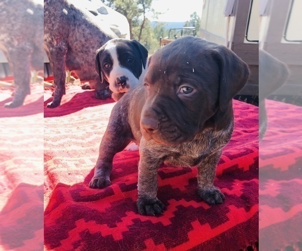 Medium Photo #2 German Shorthaired Pointer Puppy For Sale in FLORISSANT, CO, USA
