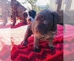 Small Photo #2 German Shorthaired Pointer Puppy For Sale in FLORISSANT, CO, USA