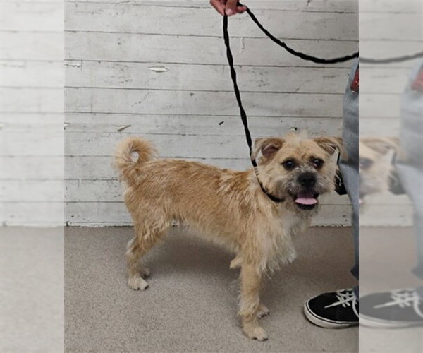 Medium Photo #1 Border Terrier Puppy For Sale in San Bernardino, CA, USA