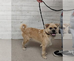 Border Terrier Dogs for adoption in San Bernardino, CA, USA
