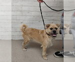 Small Border Terrier