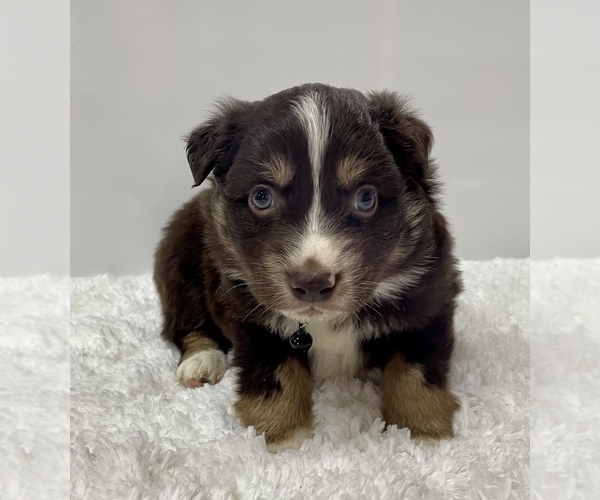 Medium Photo #12 Australian Shepherd Puppy For Sale in NEOSHO, MO, USA