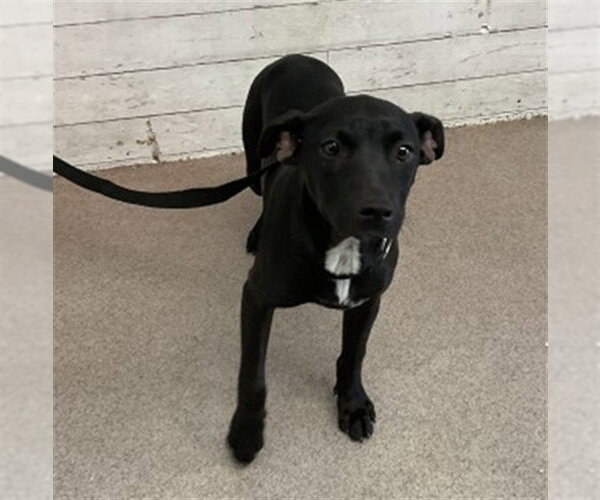 Medium Photo #1 Mutt Puppy For Sale in San Bernardino, CA, USA