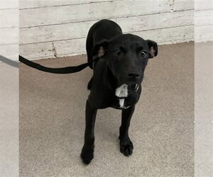 Mutt Dogs for adoption in San Bernardino, CA, USA