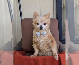 Chihuahua Dogs for adoption in Belleuve, NE, USA