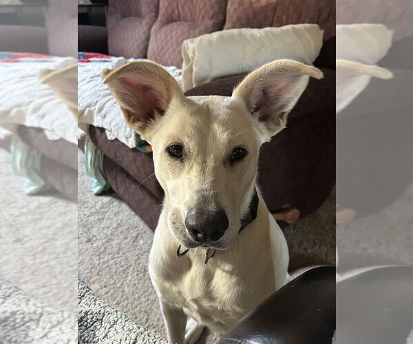 Medium Photo #4 Carolina Dog-Unknown Mix Puppy For Sale in Boston, MA, USA