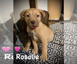 Rosalie- Belles & Beau Litter - Female American Staffordshire Terrier-Unknown Mix Dog for Adoption - Photo #2