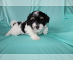 Small Photo #2 Havanese Puppy For Sale in LOUISVILLE, KY, USA