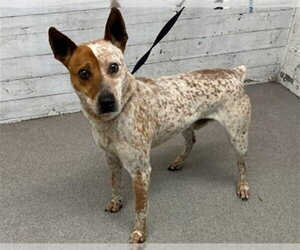 Mutt Dogs for adoption in San Bernardino, CA, USA