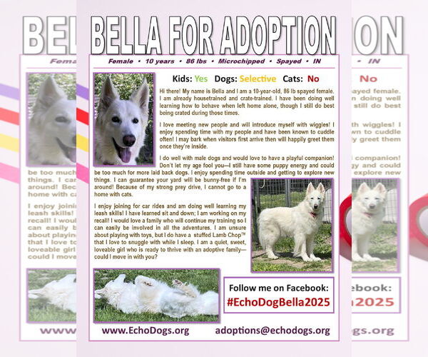 Medium Photo #4 - Mix Puppy For Sale in Hoffman Estates, IL, USA