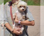 Small #2 Maltese