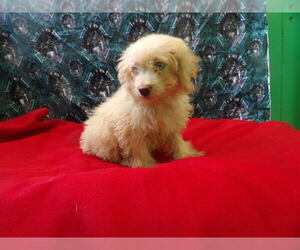 F2 Aussiedoodle Puppy for sale in PATERSON, NJ, USA