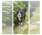 Small Photo #1 Miniature Australian Shepherd Puppy For Sale in PENSACOLA, FL, USA