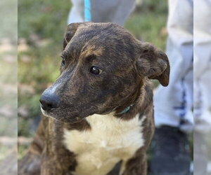 Labrador Retriever Dogs for adoption in Yardley, PA, USA