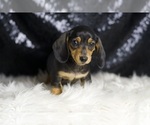 Small Photo #79 Dachshund Puppy For Sale in WARSAW, IN, USA