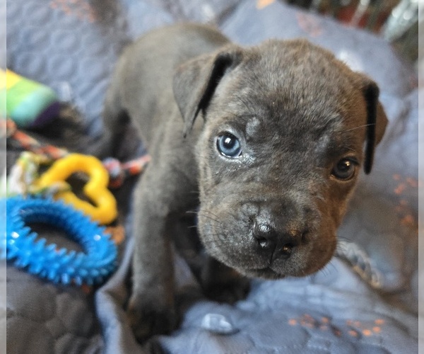 Medium Photo #4 Cane Corso Puppy For Sale in HENRY, VA, USA