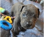 Small #3 Cane Corso