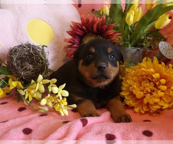 Medium Photo #3 Rottweiler Puppy For Sale in CASSVILLE, MO, USA