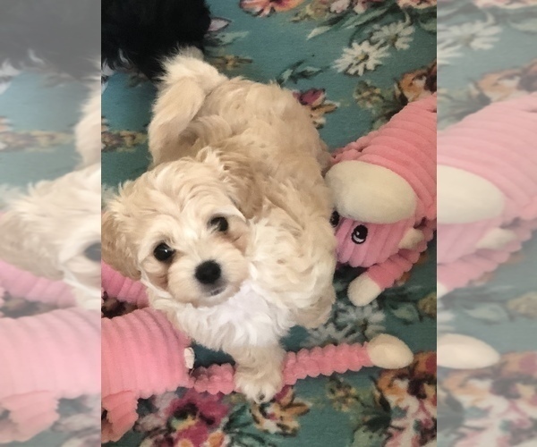 Medium Photo #4 Maltese-Poodle (Toy) Mix Puppy For Sale in SARASOTA, FL, USA