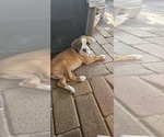 Puppy Super Boxer