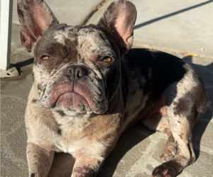 Mother of the French Bulldog puppies born on 01/12/2025