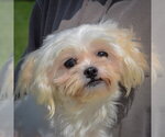 Small #4 Maltese