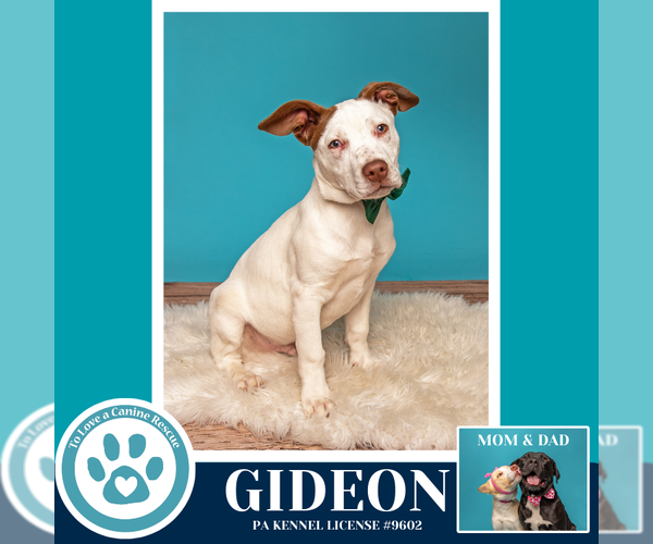 Medium Photo #21 Mutt Puppy For Sale in Kimberton, PA, USA