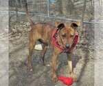 Small #1 Retriever  Mix