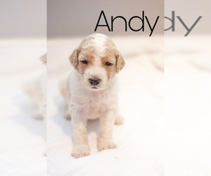 Goldendoodle Puppy for sale in MONTGOMERY, AL, USA