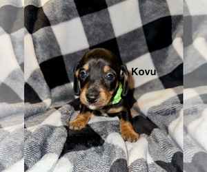 Dachshund Puppy for sale in WHITE OAK, TX, USA