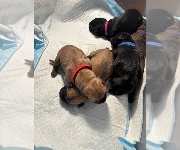 Medium Photo #24 Cane Corso Puppy For Sale in CASTRO VALLEY, CA, USA