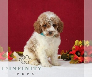 Goldendoodle Puppy for sale in GORDONVILLE, PA, USA