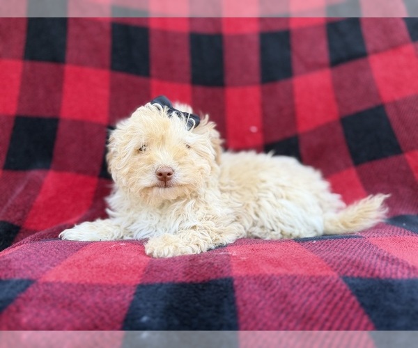 Medium Photo #6 Havapoo Puppy For Sale in LAKELAND, FL, USA