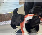 Small #1 Labrador Retriever Mix