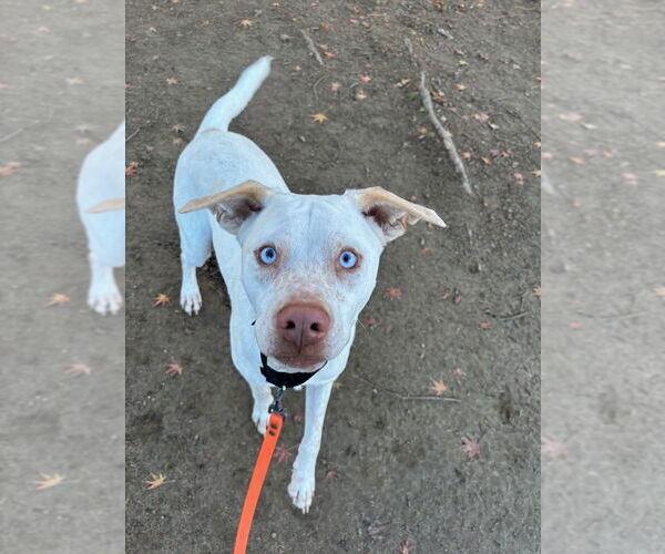 Medium Photo #7 Labrador Retriever-Unknown Mix Puppy For Sale in Brewster, NY, USA